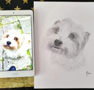 Portrait d'un yorkshire